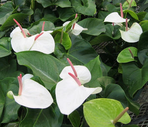 Anthurium White Heart 3G/10"