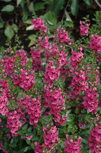 Load image into Gallery viewer, Angelonia Archangel 4.5”
