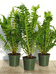 Tree Fern Crested Brazilian 6"