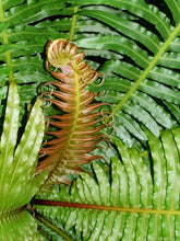 Load image into Gallery viewer, Tree Fern Crested Brazilian 8"
