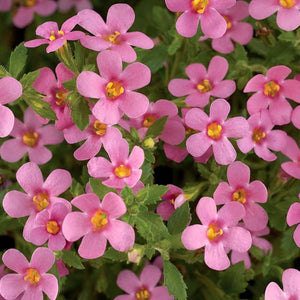 Bacopa Bahia Pink 6"