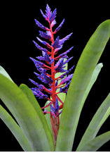 Load image into Gallery viewer, Aechmea 2G/8"

