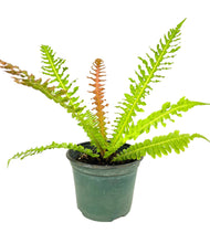 Load image into Gallery viewer, Tree Fern Crested Brazilian 8"
