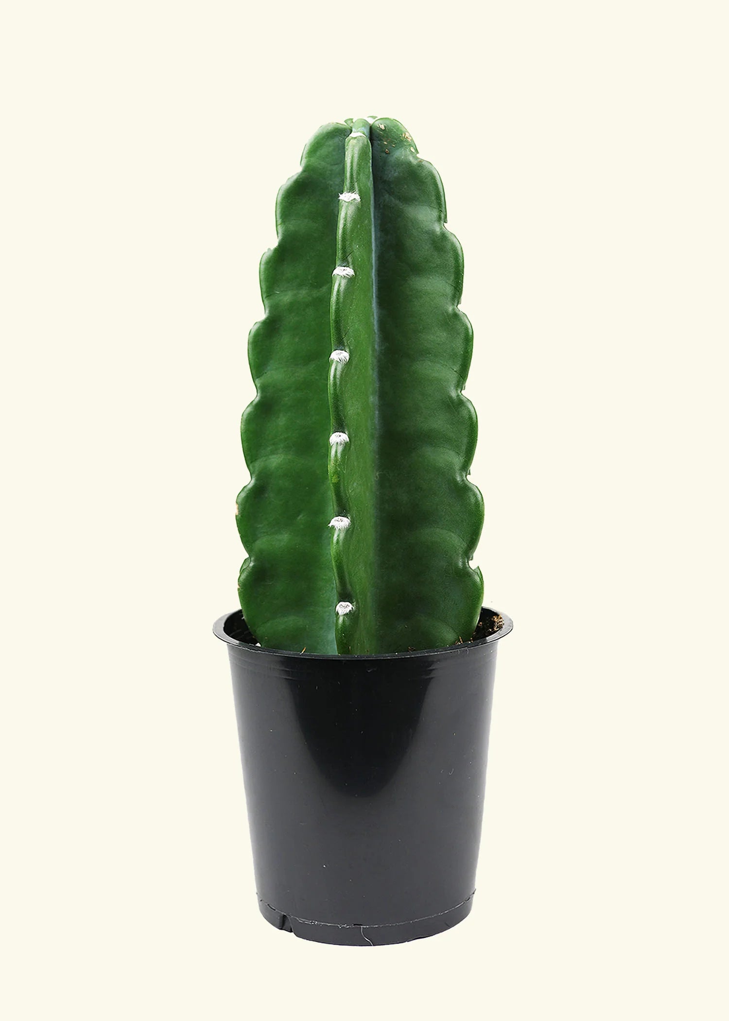 Cuddly Cactus – Casaplanta Miami