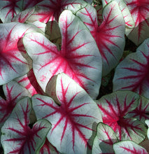 Load image into Gallery viewer, Caladium Fancy Leaf 4.5&quot;
