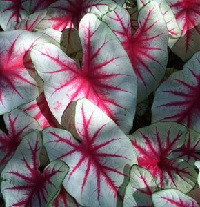 Caladium Fancy Leaf 4.5"