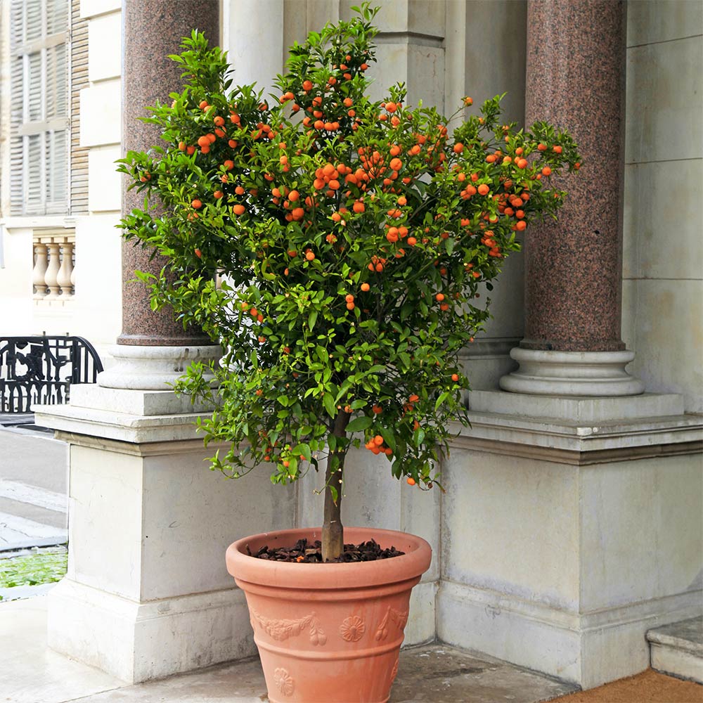 Calamondin Sour Orange