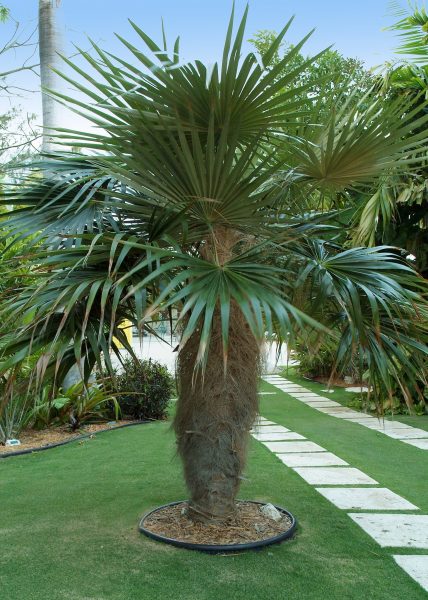 Old Man Palm CP