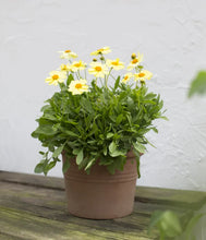 Load image into Gallery viewer, Coreopsis 1G/6"
