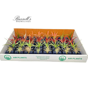 Air Plant Mix