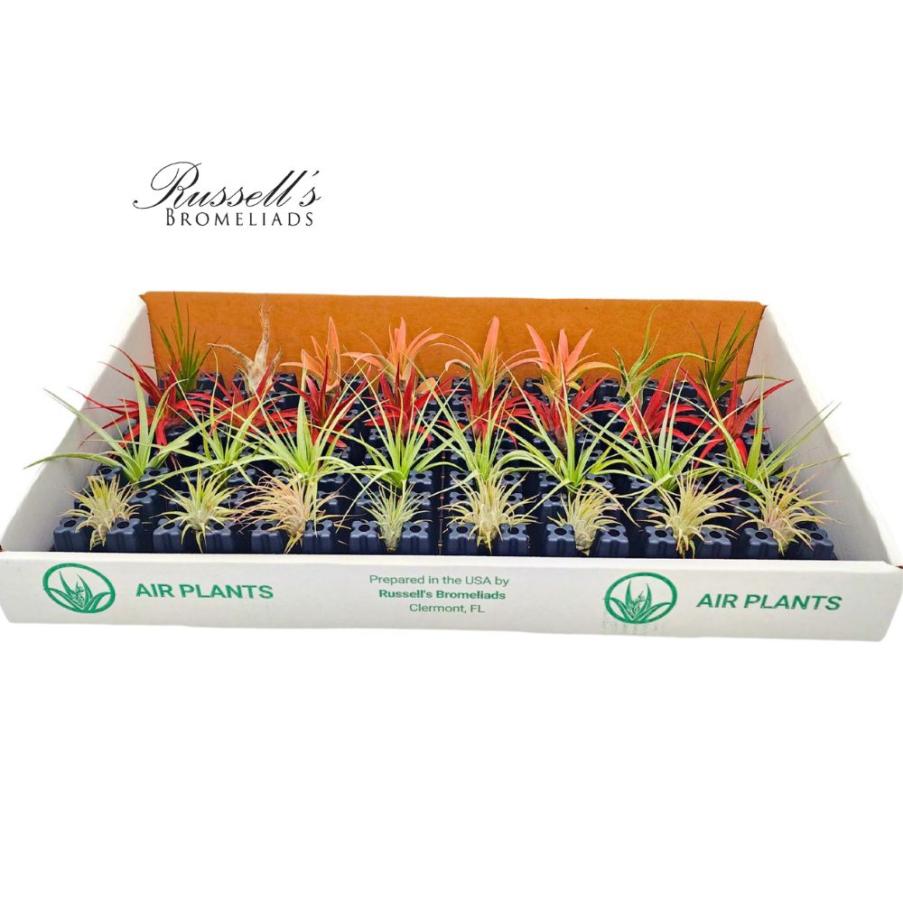 Air Plant Mix