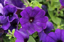 Load image into Gallery viewer, Petunia 4.5"
