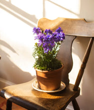 Load image into Gallery viewer, Delphinium 1G/6"
