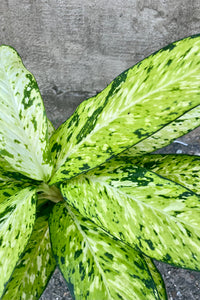 Dieffenbachia Star Bright 6"