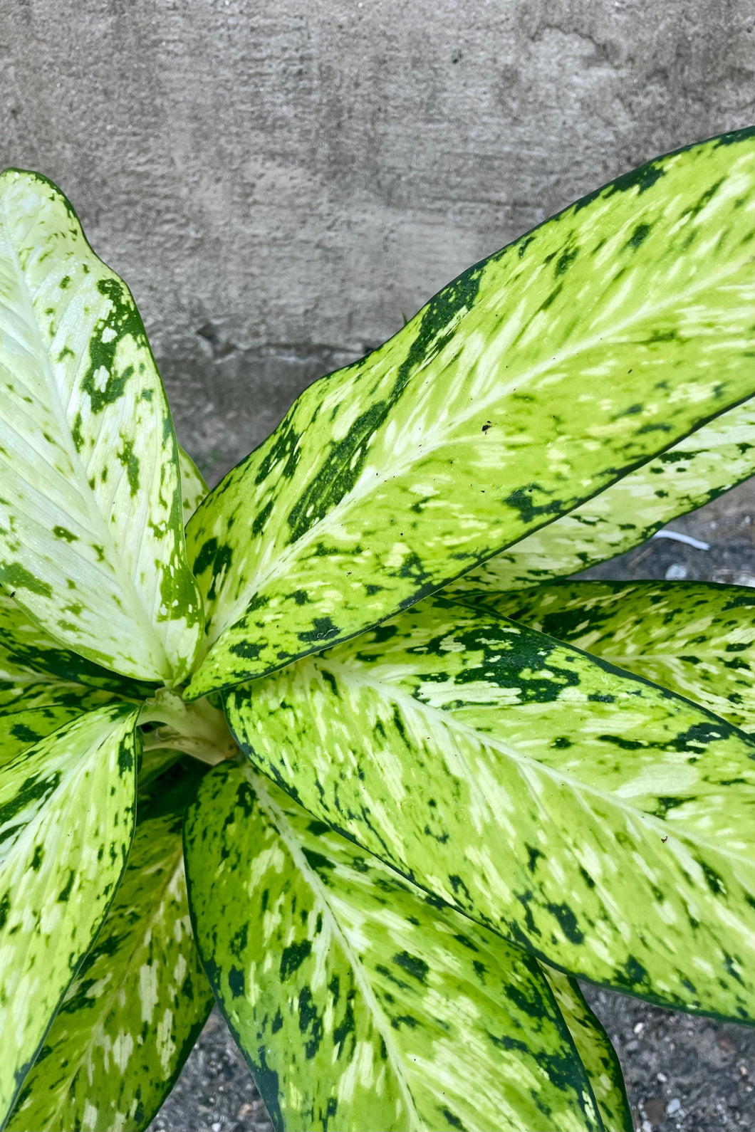 Dieffenbachia Star Bright 6