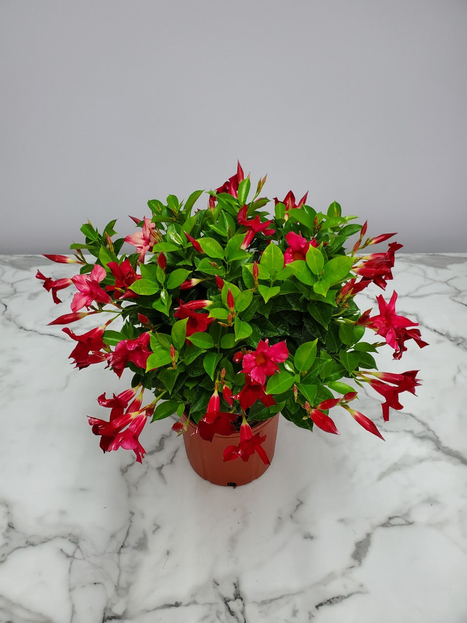 Dipladenia Bush 6