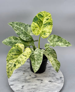 Philodendron Giganteum Variegated 7G/14"