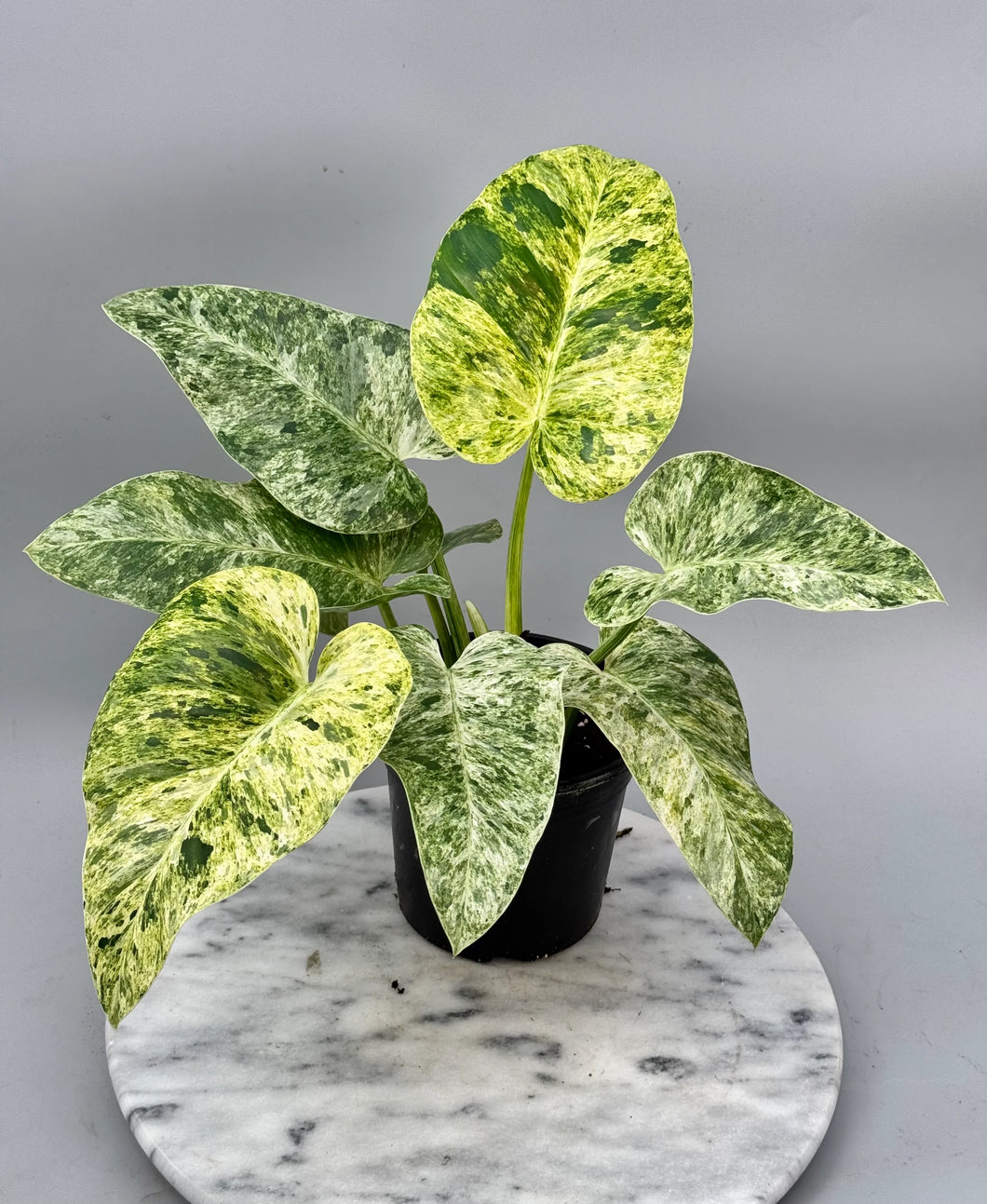 Philodendron Giganteum Variegated 7G/14