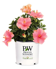 Load image into Gallery viewer, Hibiscus Bush Hollywood 10"/3G

