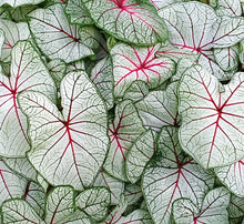 Load image into Gallery viewer, Caladium Fancy Leaf 4.5&quot;
