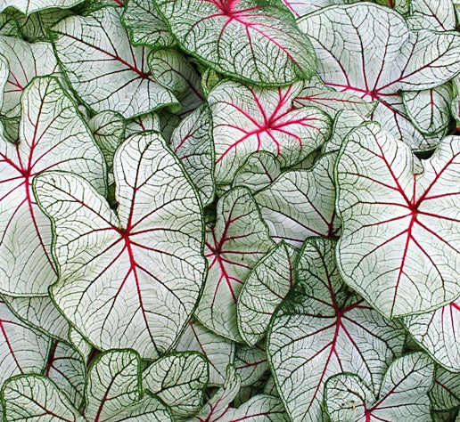 Caladium Fancy Leaf 4.5
