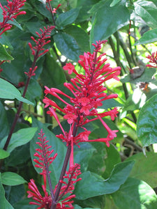 Firespike Red 3G/10"