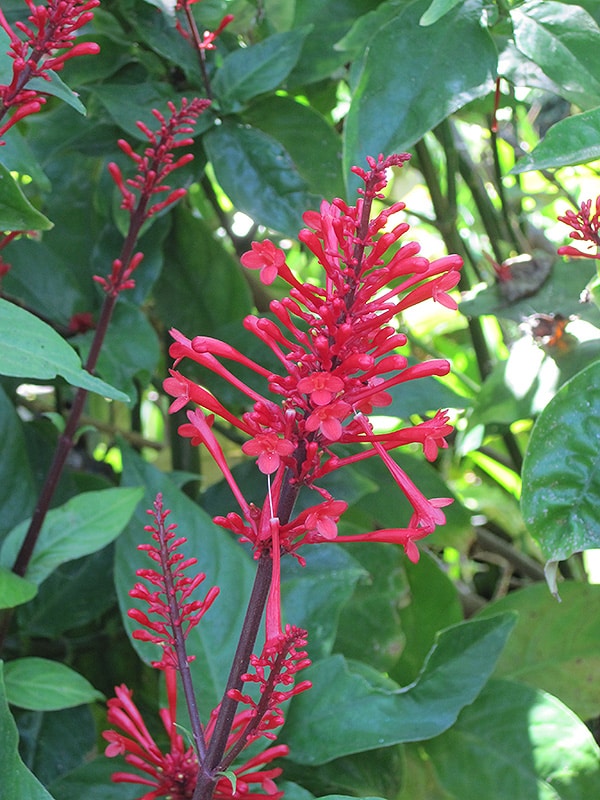 Firespike Red 3G/10