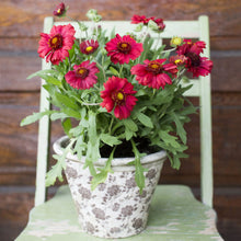 Load image into Gallery viewer, Gaillardia Assorted 1G/6"

