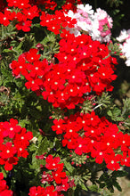 Load image into Gallery viewer, Verbena Lanai Upright 6"/1G
