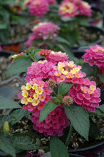 Load image into Gallery viewer, Lantana Bandana 6&quot;
