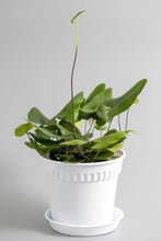 Load image into Gallery viewer, Heart Fern
