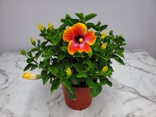 Load image into Gallery viewer, Hibiscus Bush 3 Gallon
