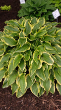 Load image into Gallery viewer, Hosta 8&quot;/2G
