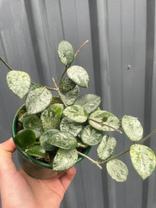 Hoya Mathilde 'Splash' 4"