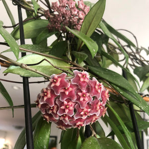 Hoya Pubicalyx 8" HB