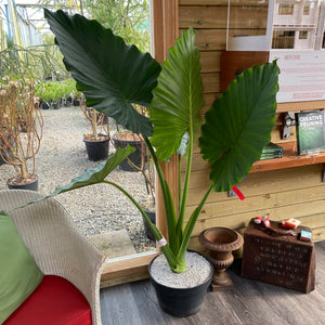 Alocasia Macrorrhiza 3G/10 "