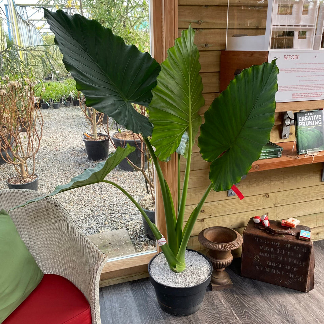 Alocasia Macrorrhiza 3G/10 