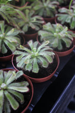 Load image into Gallery viewer, Carnivorous Assortment 2&quot;
