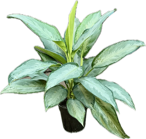 Aglaonema Silverdo 6"