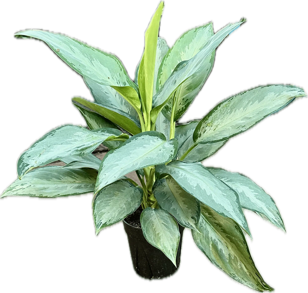 Aglaonema Silverdo 6
