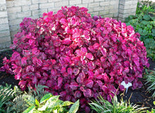 Load image into Gallery viewer, Bloodleaf 6"
