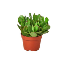 Load image into Gallery viewer, Jade Succulent
