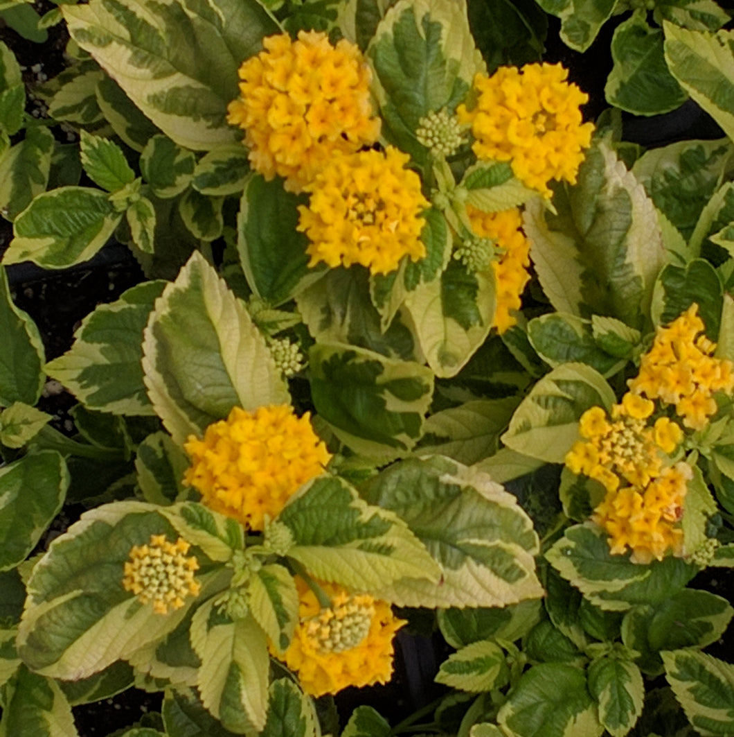Lantana Samantha 6
