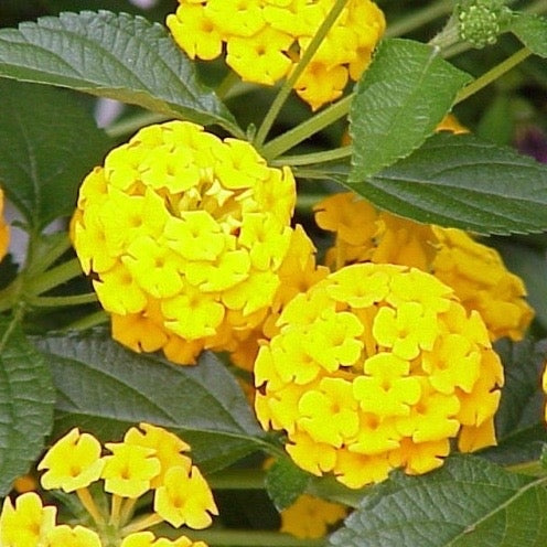 Lantana Lola 6
