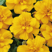 Load image into Gallery viewer, Marigold Durango 4.5"
