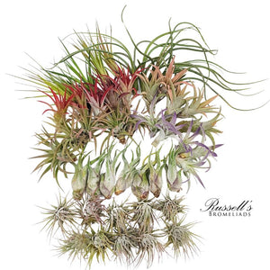 Air Plant Medium Mix