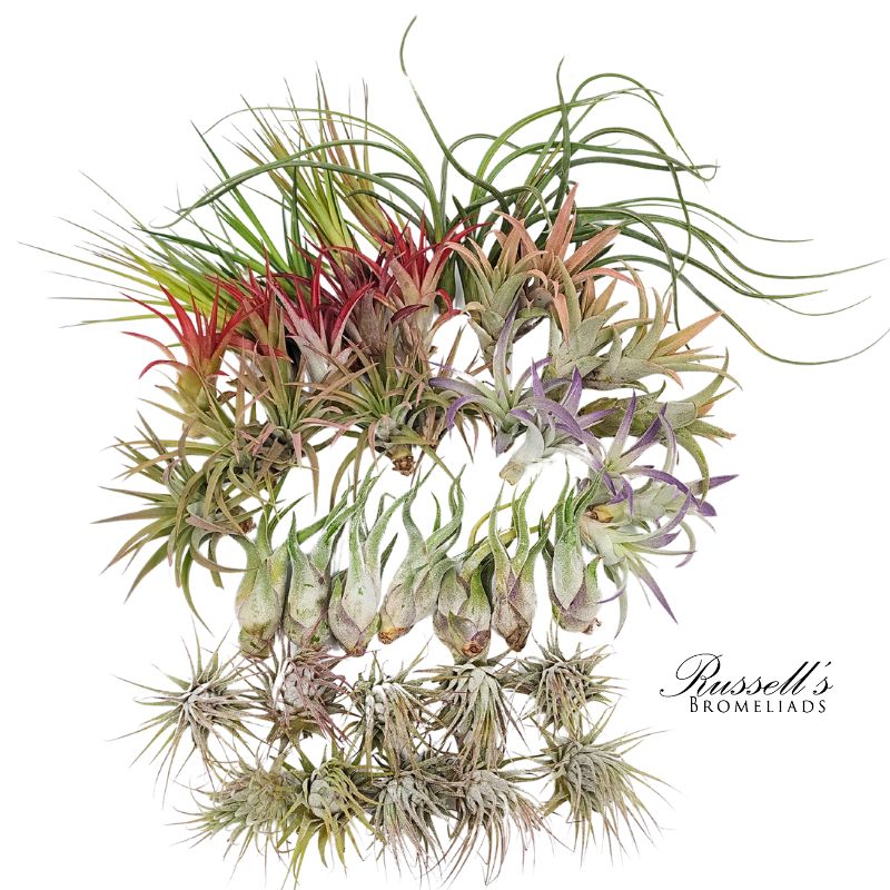 Air Plant Medium Mix