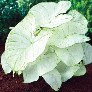 Caladium Fancy Leaf 4.5"