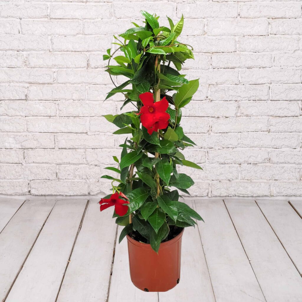 Mandevilla Trellis 5 Gallon – Casaplanta Miami