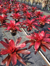 Load image into Gallery viewer, Neoregelia 1G/6"
